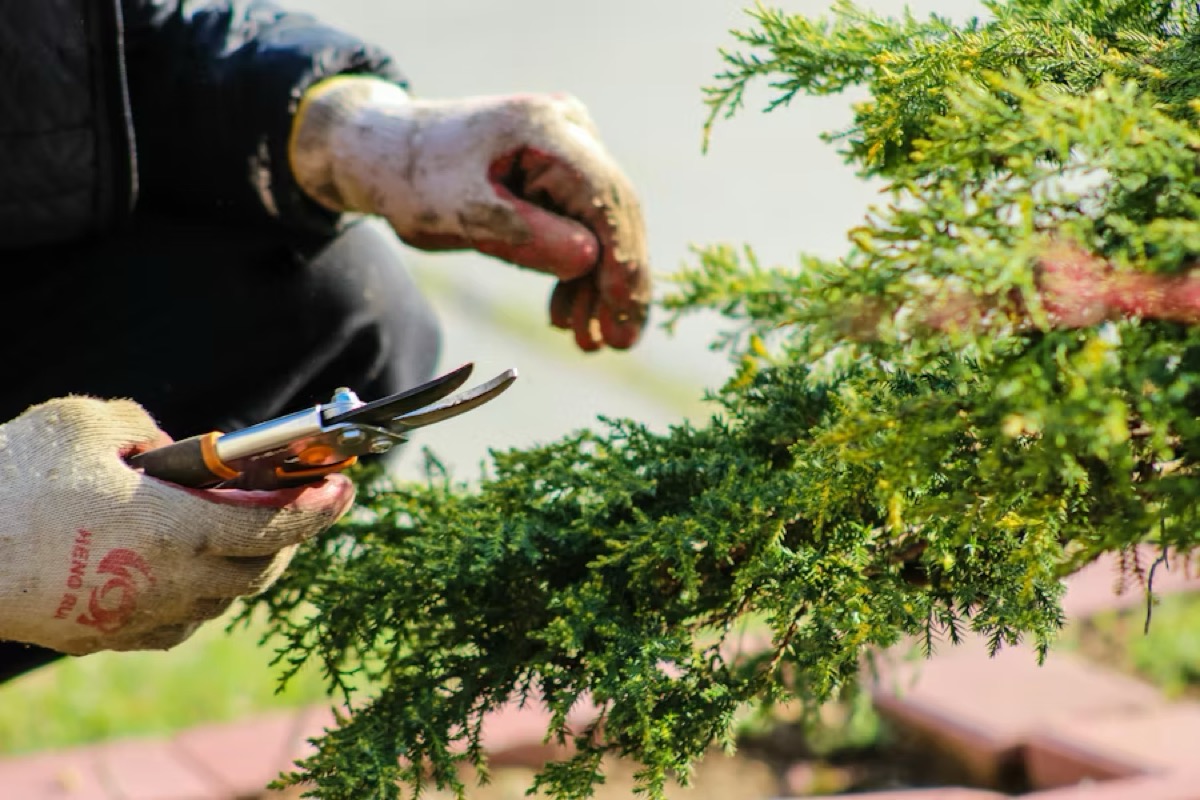 Entretien d'espaces verts